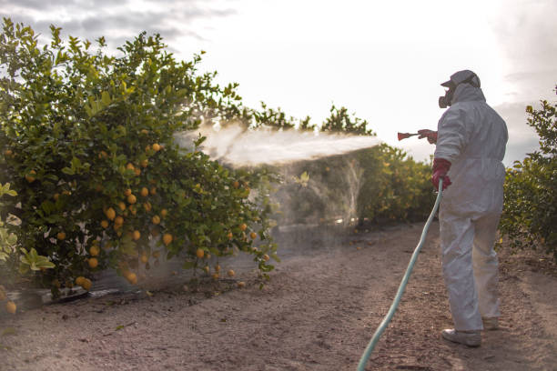 Best Wasp Removal Services  in Forsyth, MO